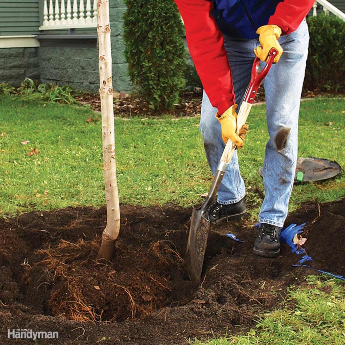 Plant a Tree