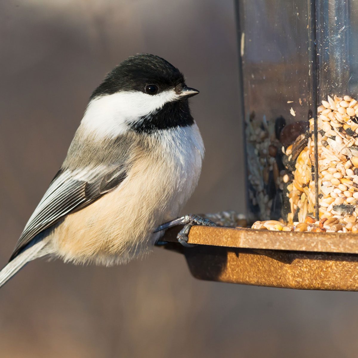 Don’t Let a Bird Fly Into Your Window or House