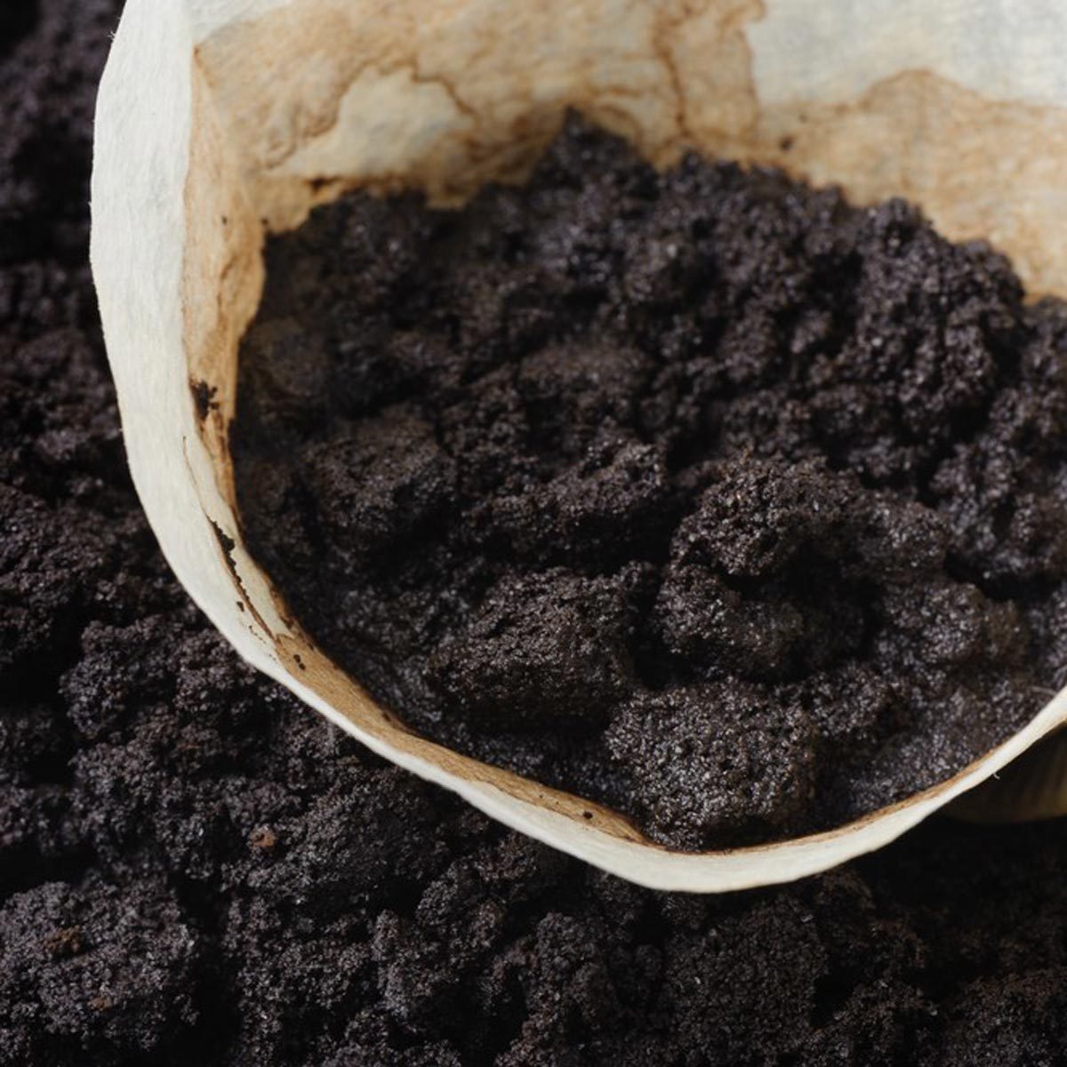 A crumpled coffee filter holds dark, moist coffee grounds, surrounded by a rough pile of similar grounds, suggesting recent brewing.