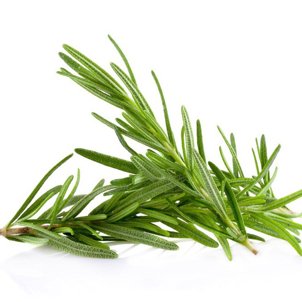 Fresh sprigs of rosemary lie on a white surface, showcasing their slender green leaves and delicate texture, ready for culinary use.