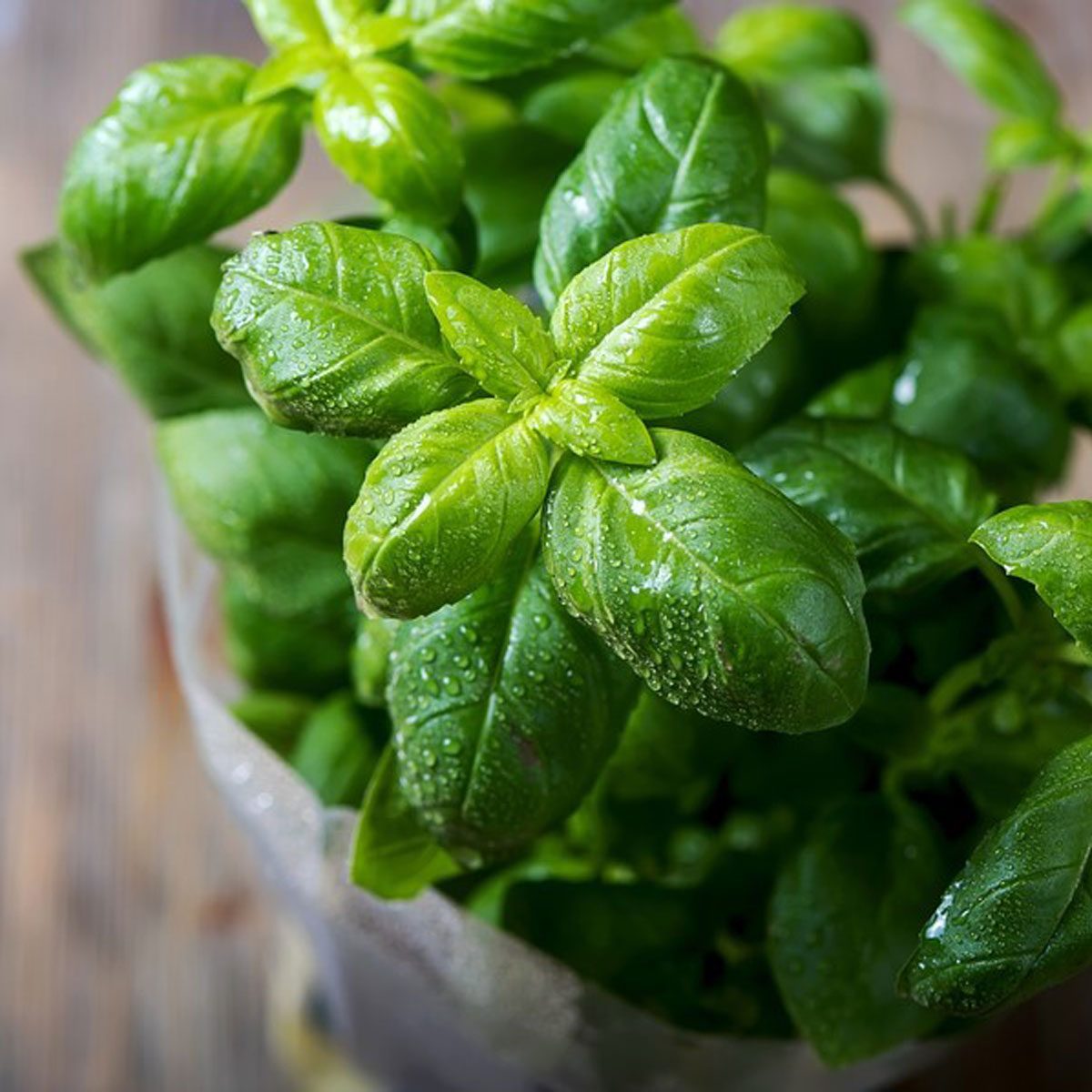 Lush green basil leaves with droplets cling closely together, thriving in a pot against a rustic wooden background.