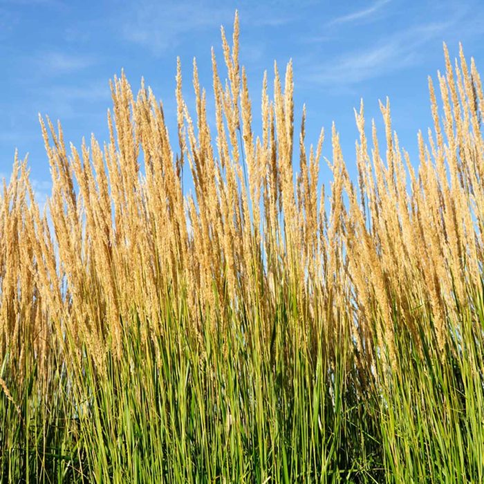 shutterstock_35929903 Karl Foerster Feather Reed Grass