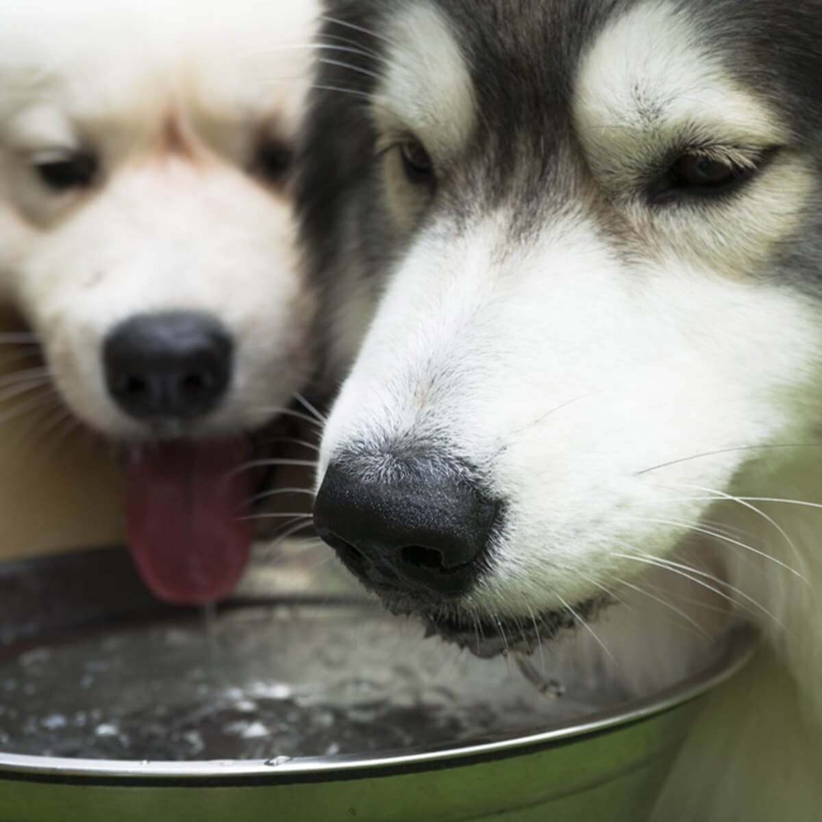 Keep Dogs Fed and Hydrated
