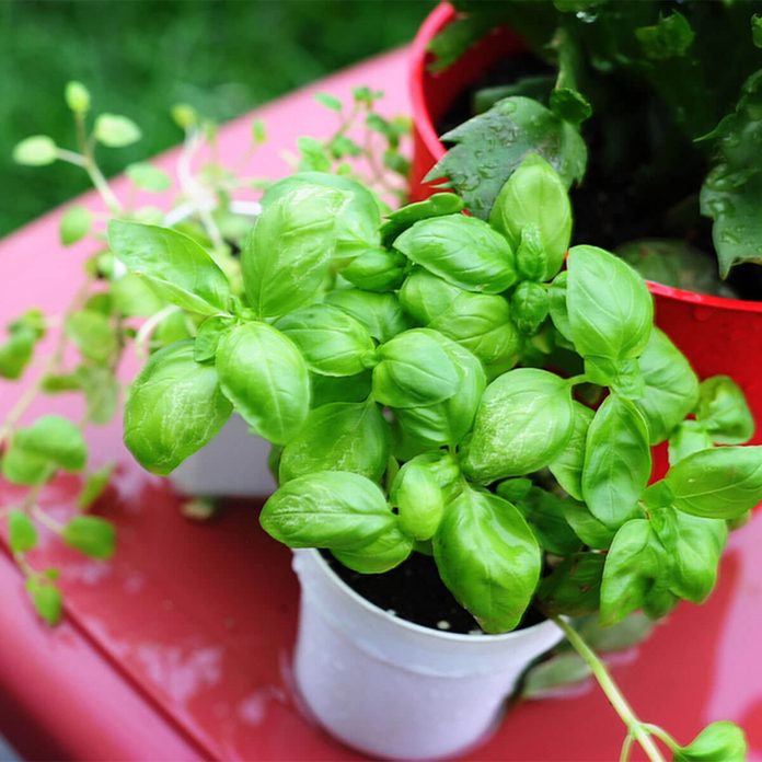 Basil