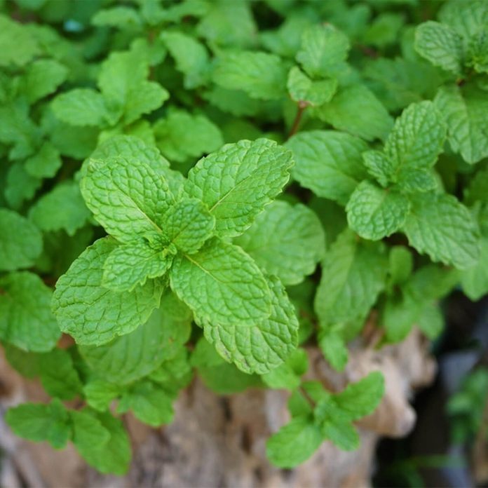 fresh mint