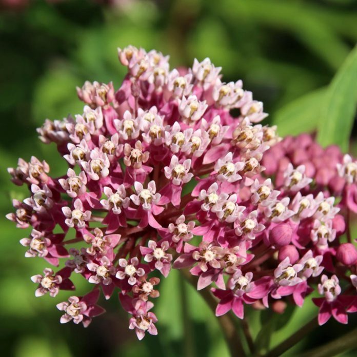 Swamp Milkweed