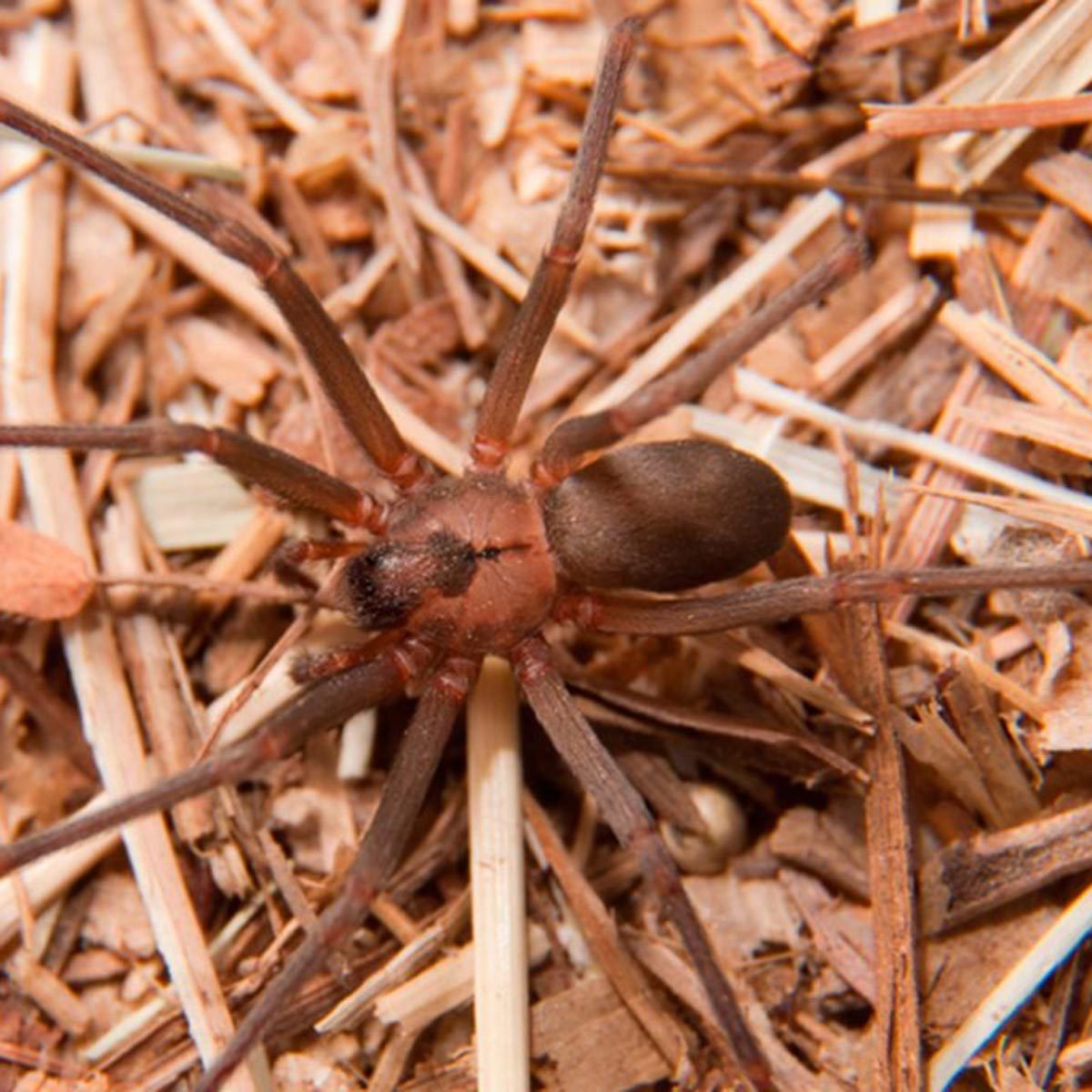 A brown spider with long legs is resting on dry, textured debris, surrounded by small twigs and wood shavings in a natural outdoor environment.