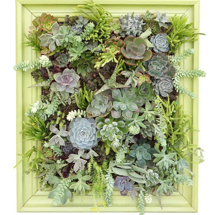 plants
