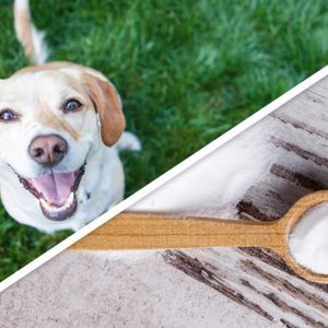 A cheerful dog stands on green grass, smiling, while a wooden spoon holds white powder on a textured surface.