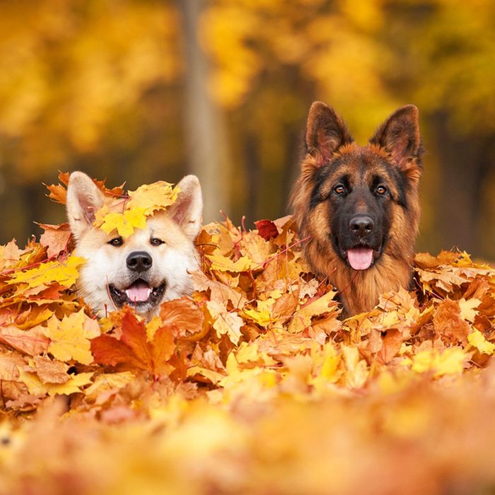 dogs