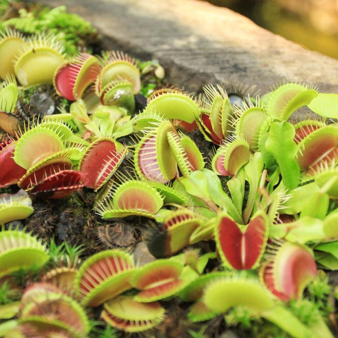 flytrap