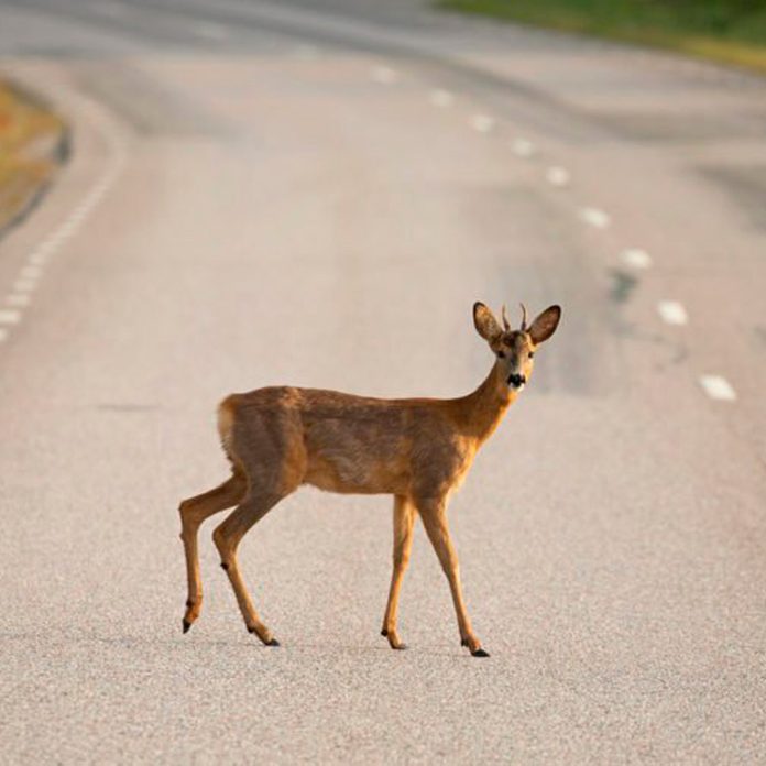 deer