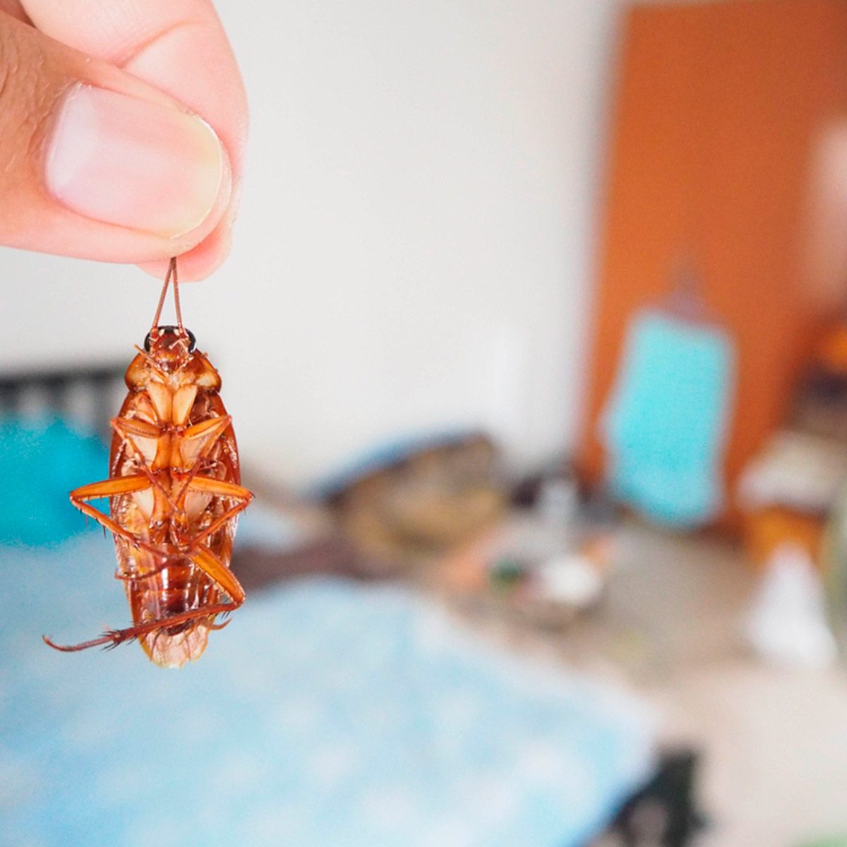 A person holds a dead cockroach by its antennae in a cluttered room, with a bed and colorful items blurred in the background.