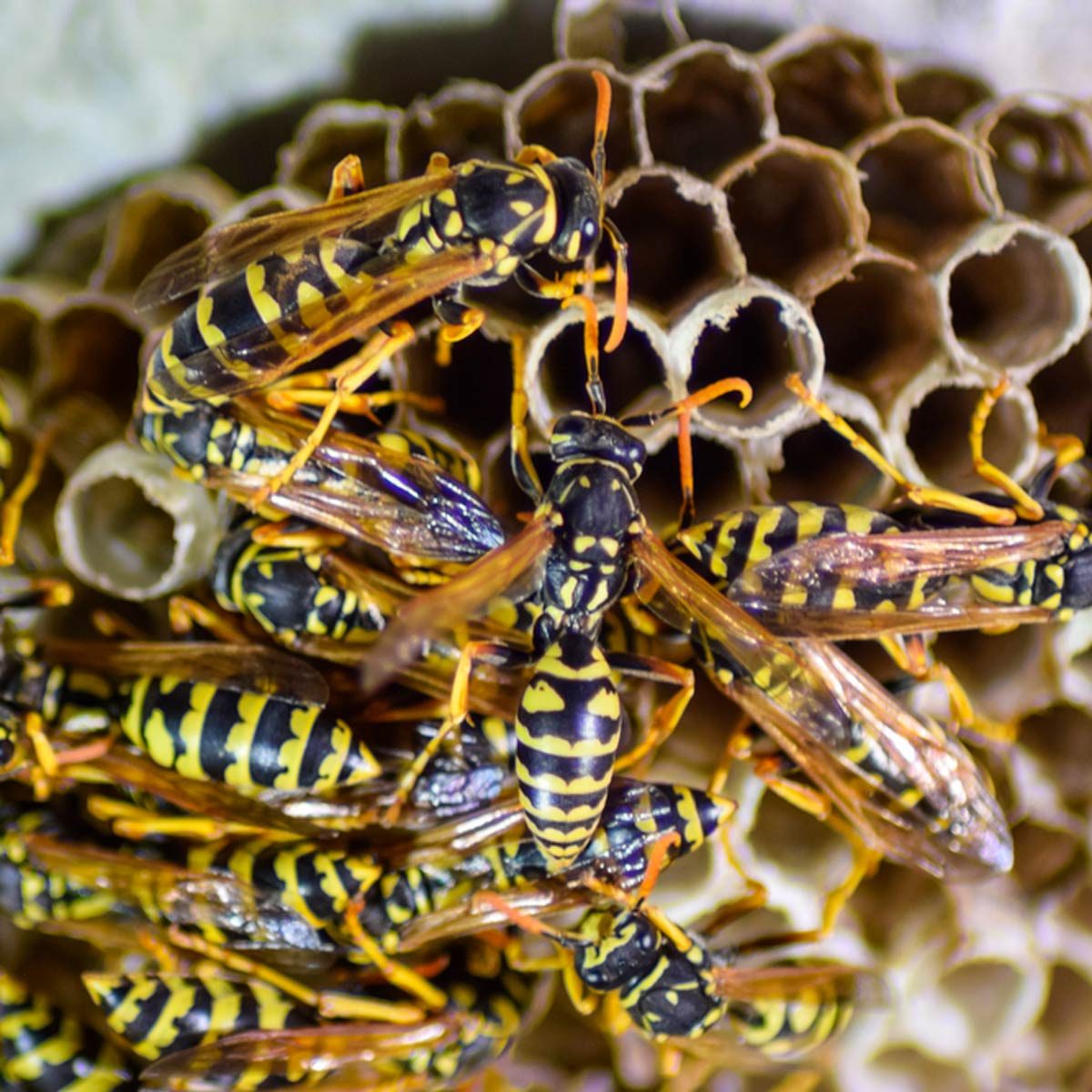 A cluster of black and yellow wasps gathers on a hexagonal honeycomb structure, engaging in activities around their nest in a natural environment.