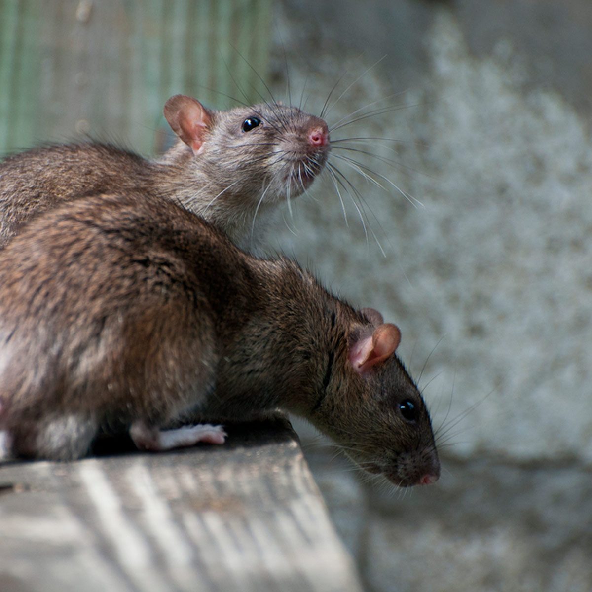 Two brown rats are perched close together on a wooden surface, attentively exploring their surroundings in a blurred, neutral backdrop.