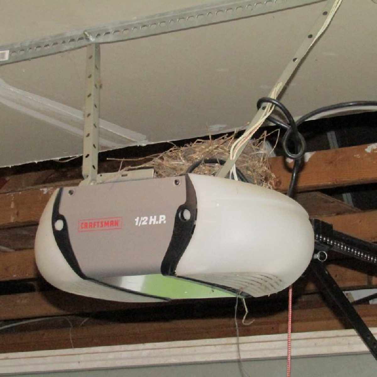 Can You Move a Bird’s Nest?
