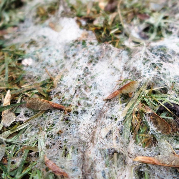 Mold