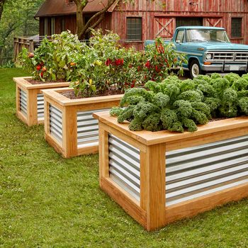 Raised garden beds filled with plants flourish in a green yard, set against a rustic barn and a vintage blue pickup truck.