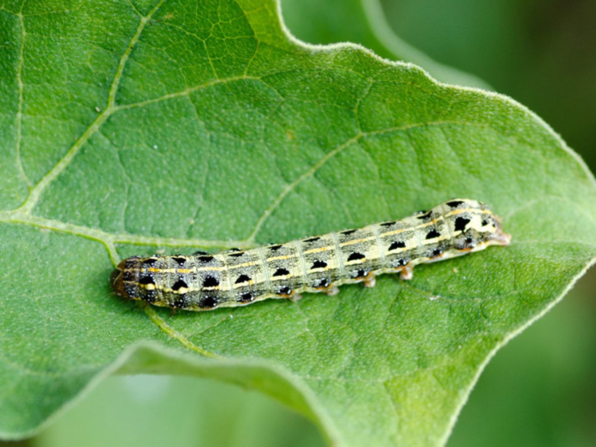 What Are Cutworms and How Do I Get Rid of Them?