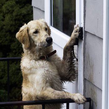 A wet golden retriever stands with its front paw on a doorbell, positioned by a window in a residential area surrounded by greenery.