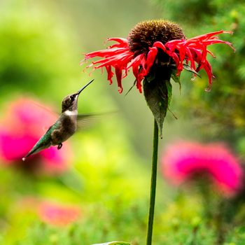A hummingbird hovers near a vibrant red flower, sipping nectar, surrounded by a soft-focus background of green and pink foliage.