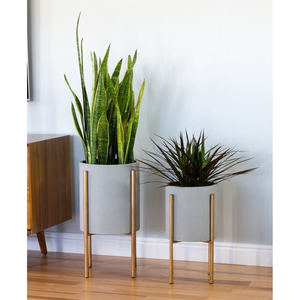 taller plant