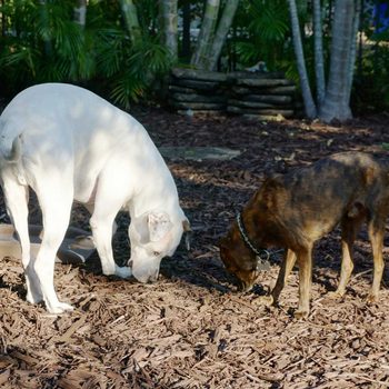 Two dogs sniff the ground in a mulched area surrounded by green plants and trees. Sunlight filters through the foliage, creating a serene outdoor setting.