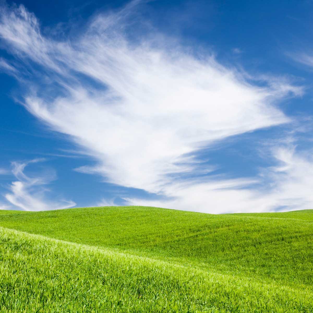 lawn fertilizer