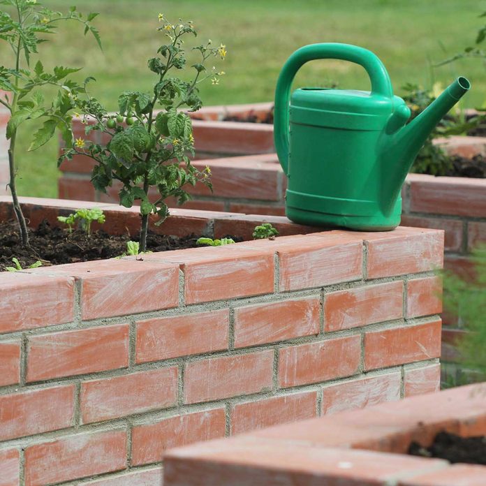 Raised Bed Garden Tomatoes
