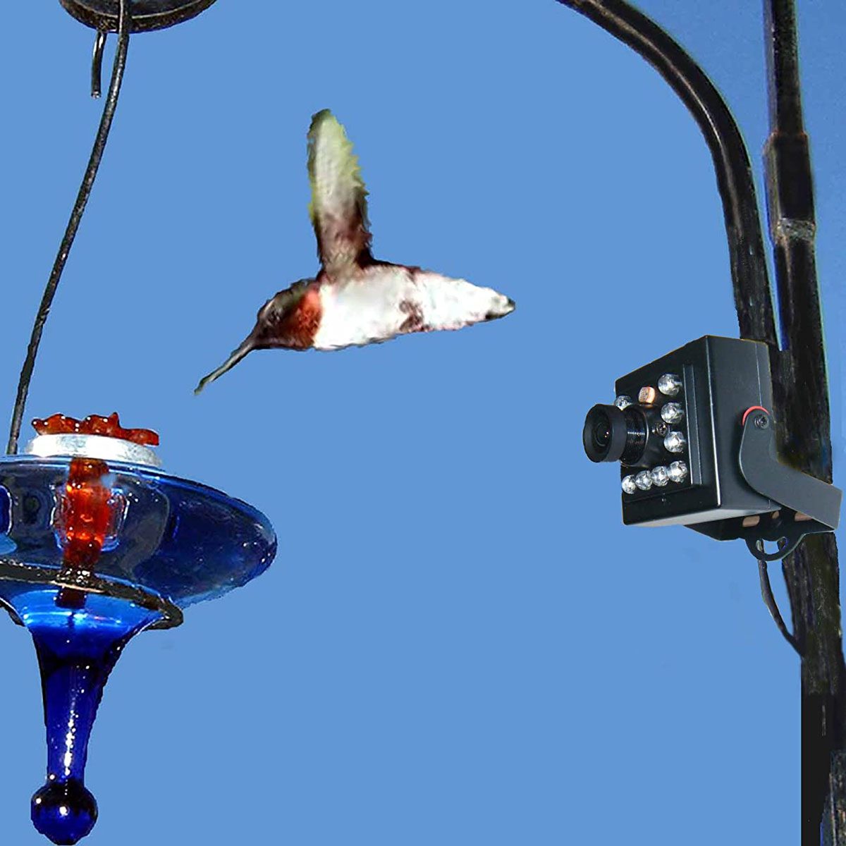 A hummingbird hovers near a glass feeder filled with red nectar, while a camera is mounted nearby, capturing the scene against a clear blue sky.