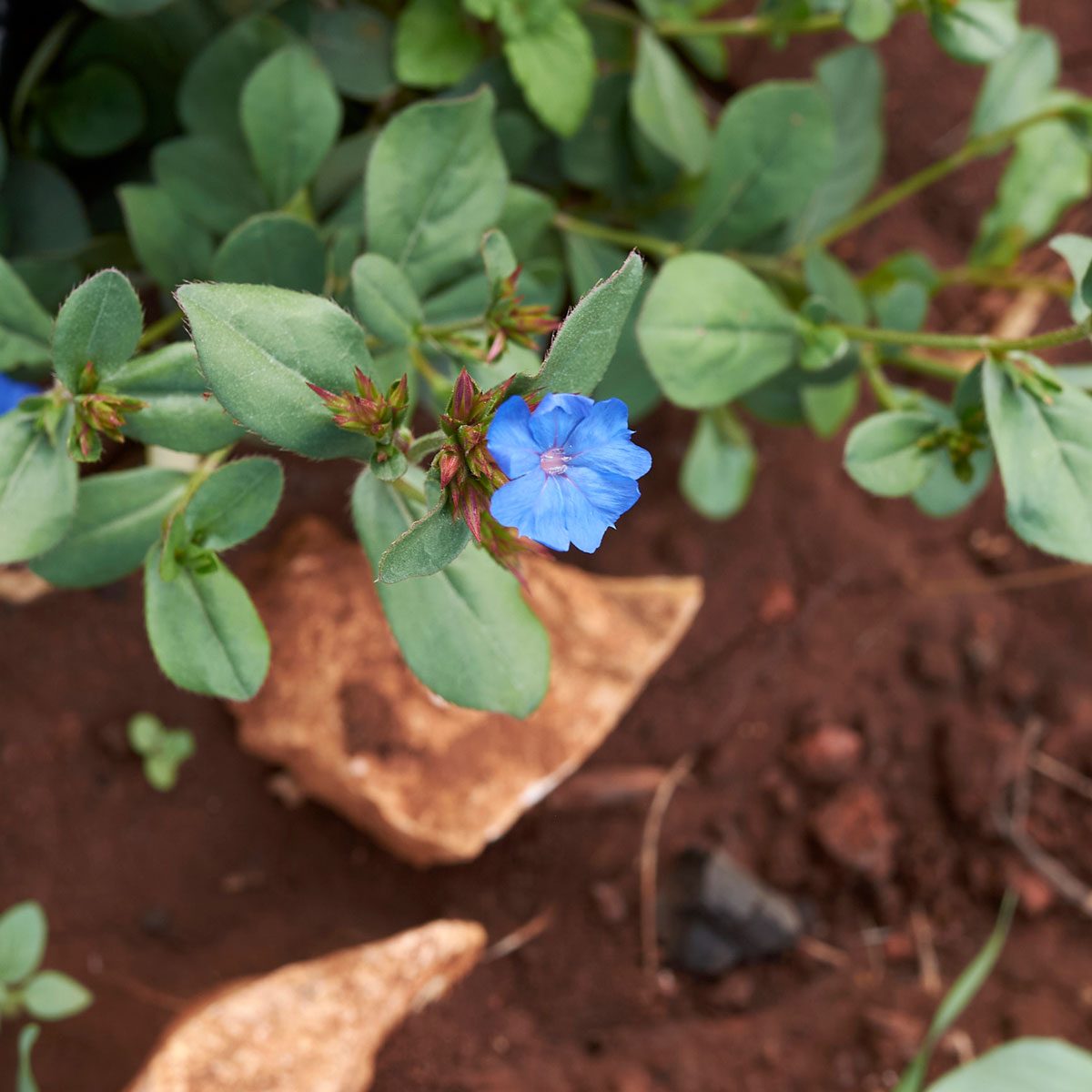Hardy Plumbago 
