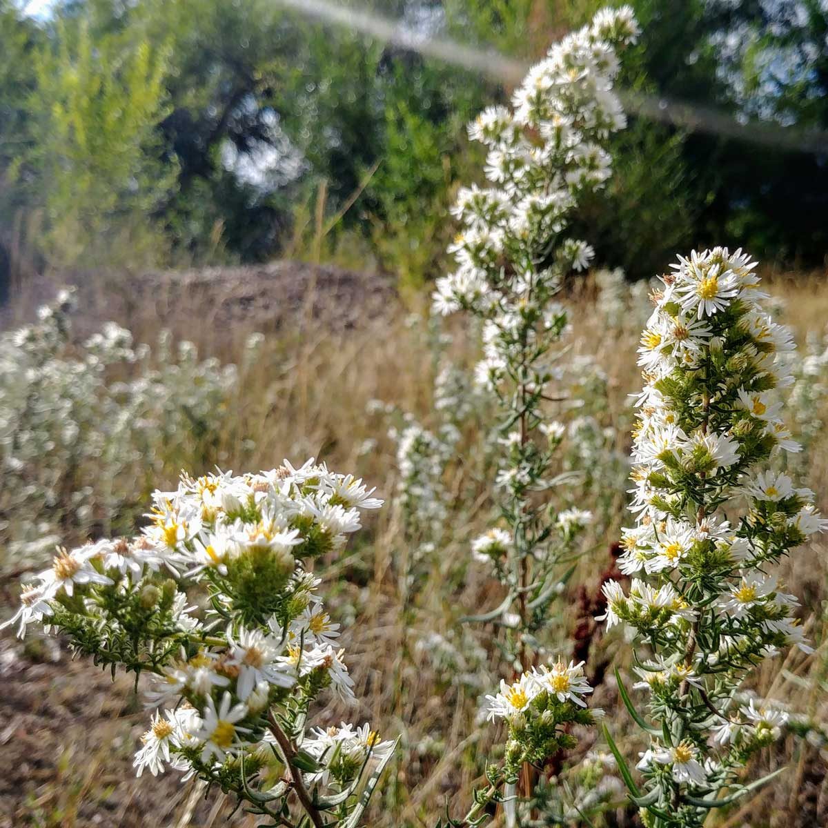 Aster 