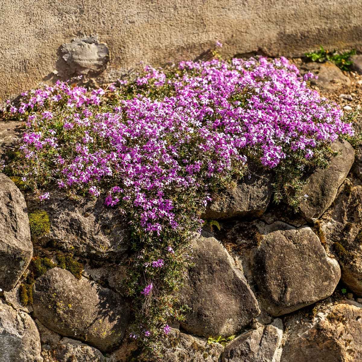 Creeping Pholx 