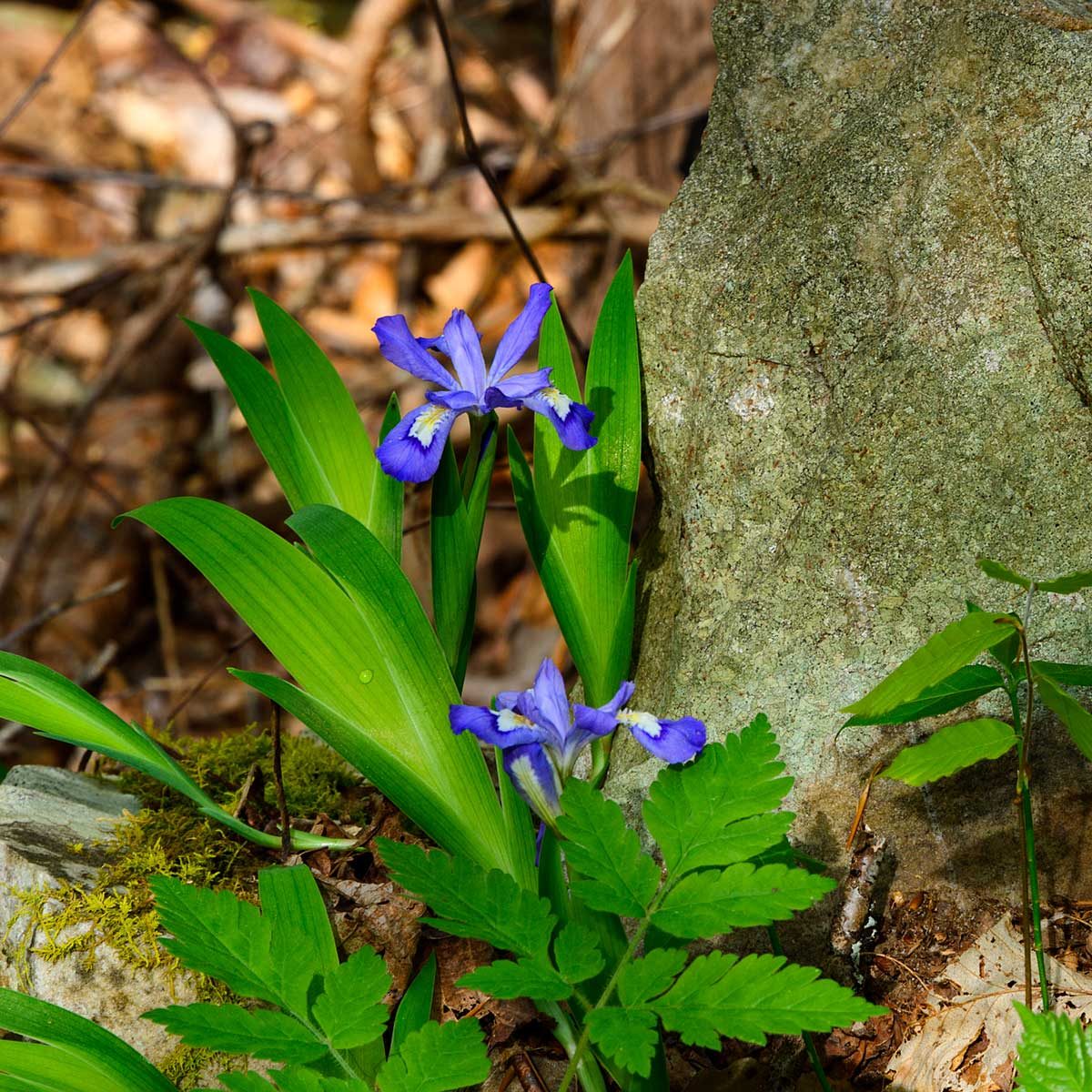 Iris 