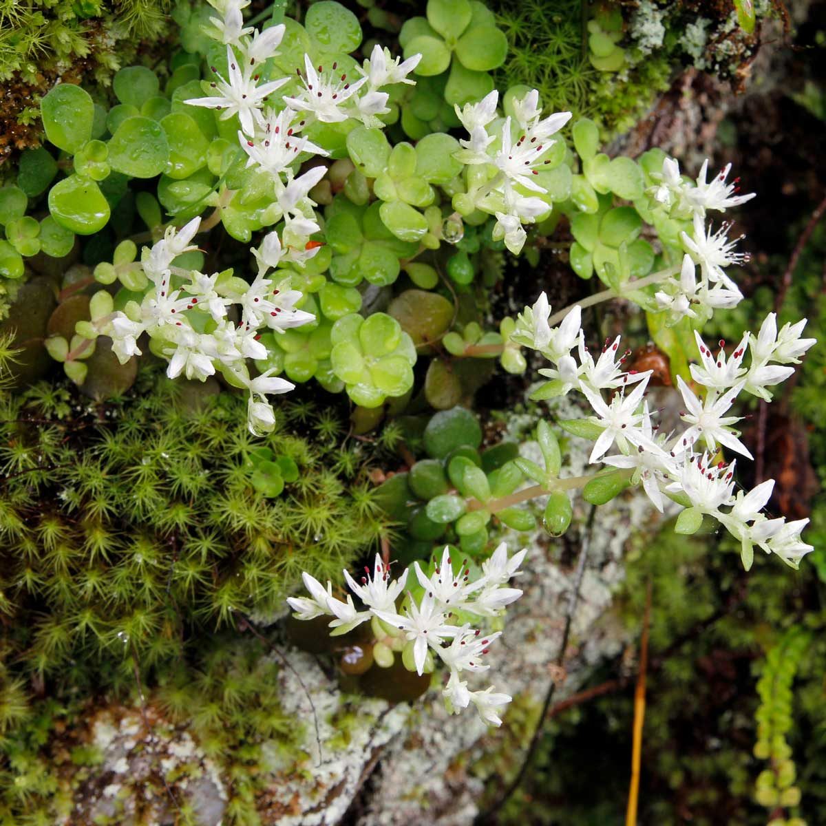 Sedum 