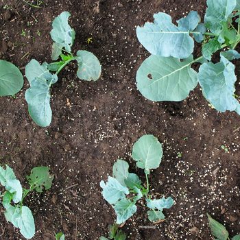 Young green plants with broad leaves are growing in dark, moist soil, surrounded by small white granules and scattered debris from the garden.