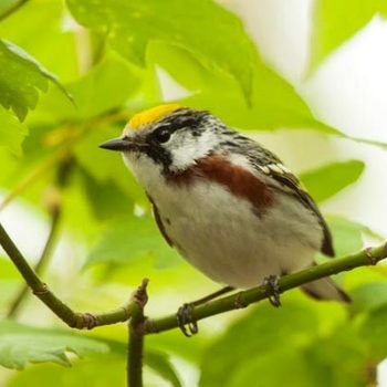 A small bird perches on a branch, with vibrant yellow and green plumage, surrounded by lush green leaves in a bright, natural setting.