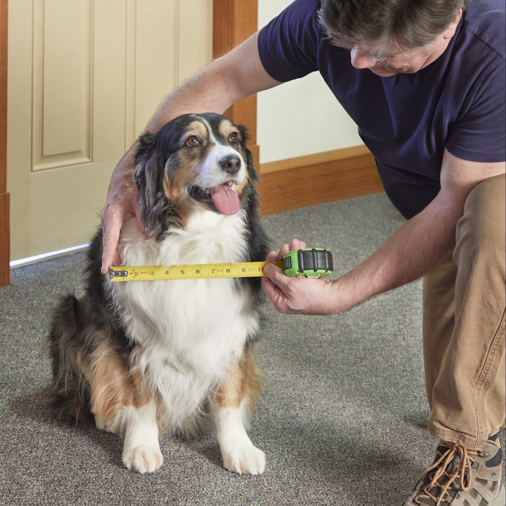 A person measures a seated dog's chest with a tape measure while the dog looks up, in a room with a tan door and carpeted floor.