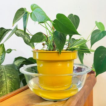 A yellow potted plant with heart-shaped leaves rests above a clear dish filled with water, set against a bright wall in a botanical setting.