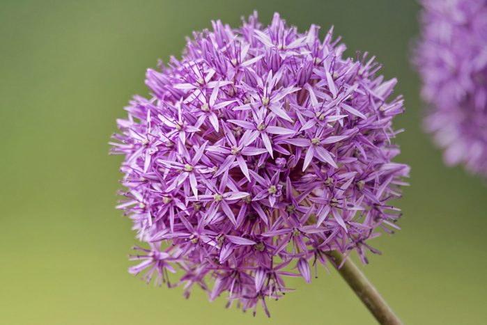 allium flower