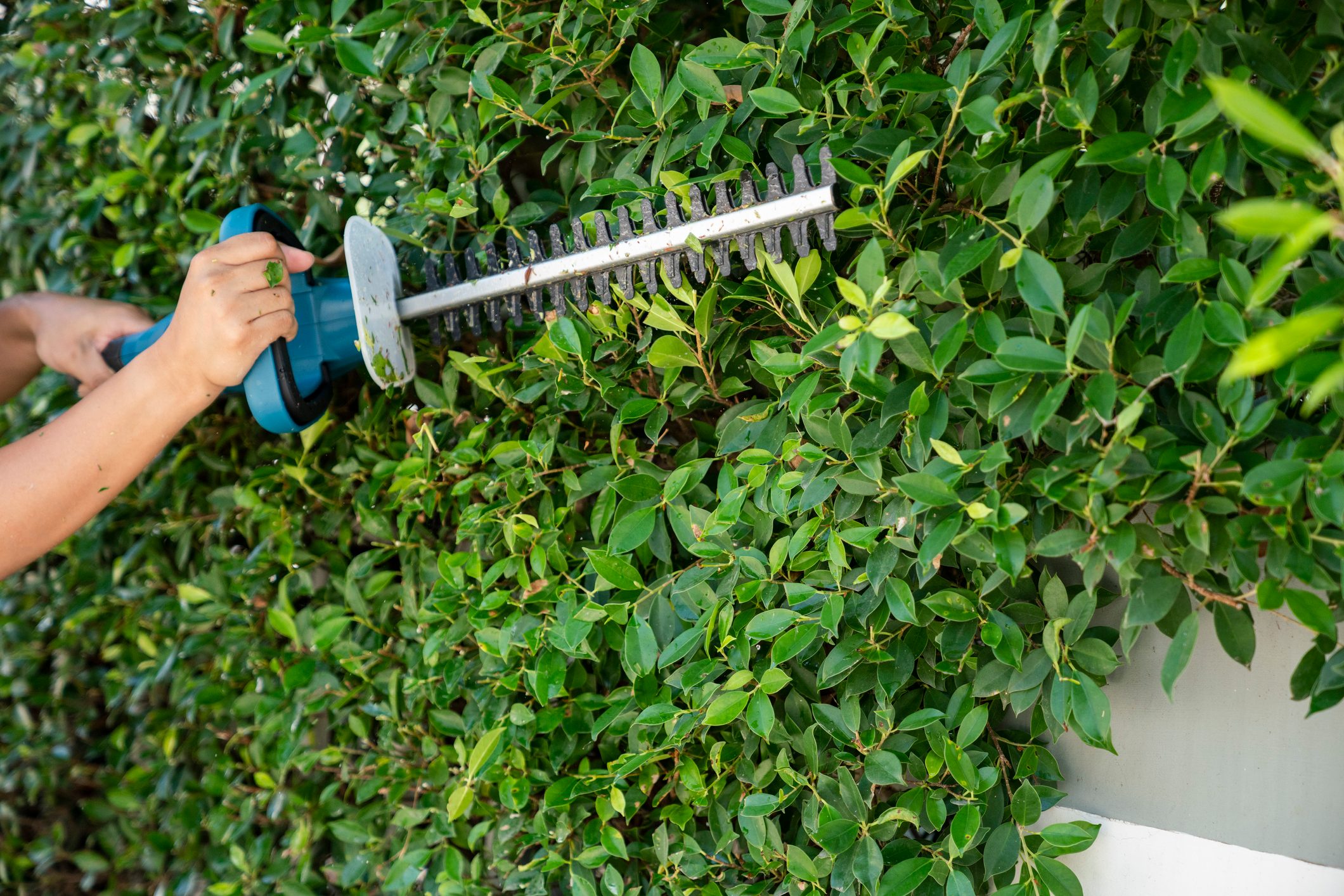 A person uses an electric hedge trimmer to prune a dense green hedge, surrounded by healthy leaves, in a garden setting.