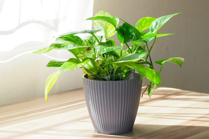 Golden green pothos or Epipremnum aureum on table at window in home and garden. Auspicious trees, trees purify the air.