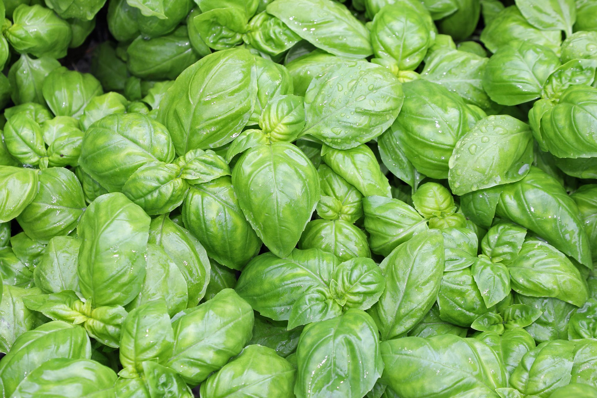 Lush green basil leaves cover the surface, glistening with moisture, in a vibrant garden setting, showcasing their rich texture and aroma.