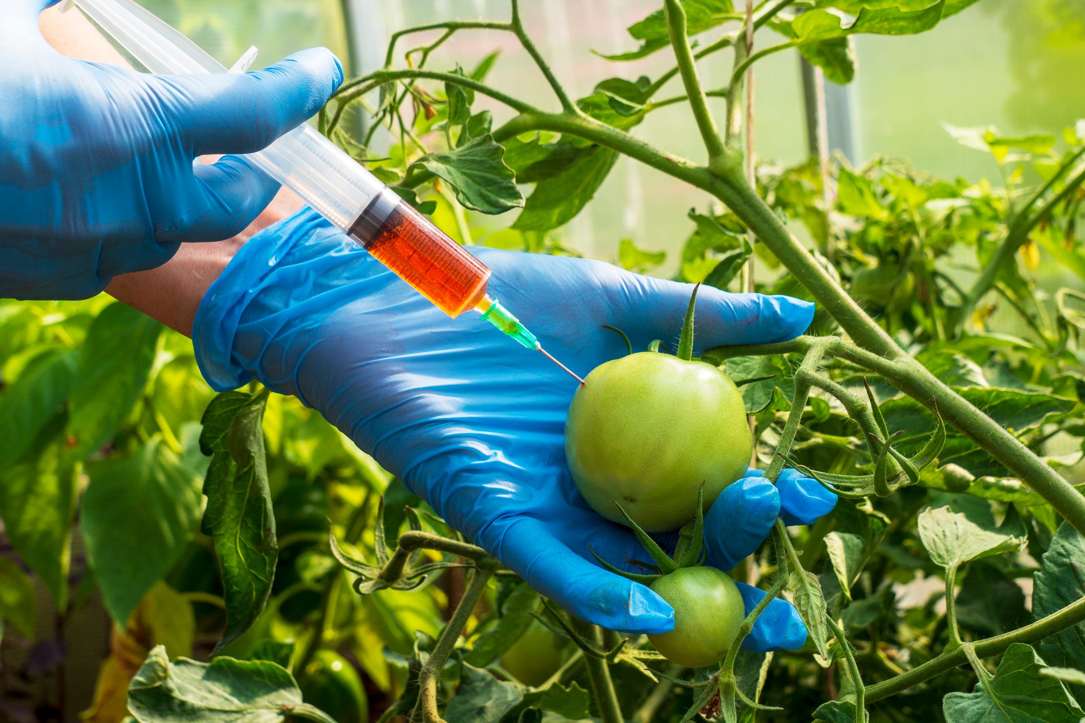 What Are GMOs? What To Know