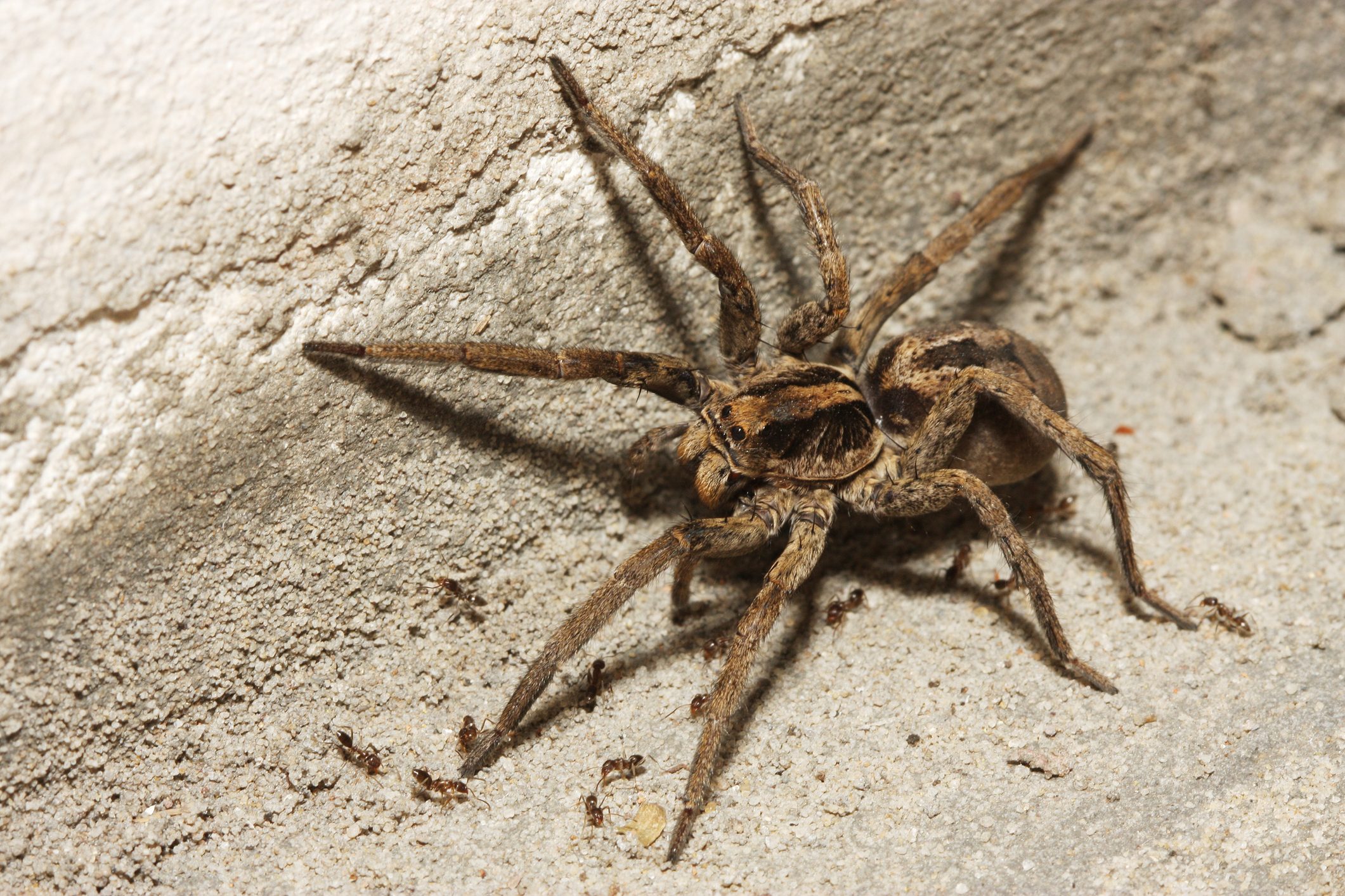 A large spider with long legs is positioned on a textured gray surface, surrounded by small ants actively moving around.