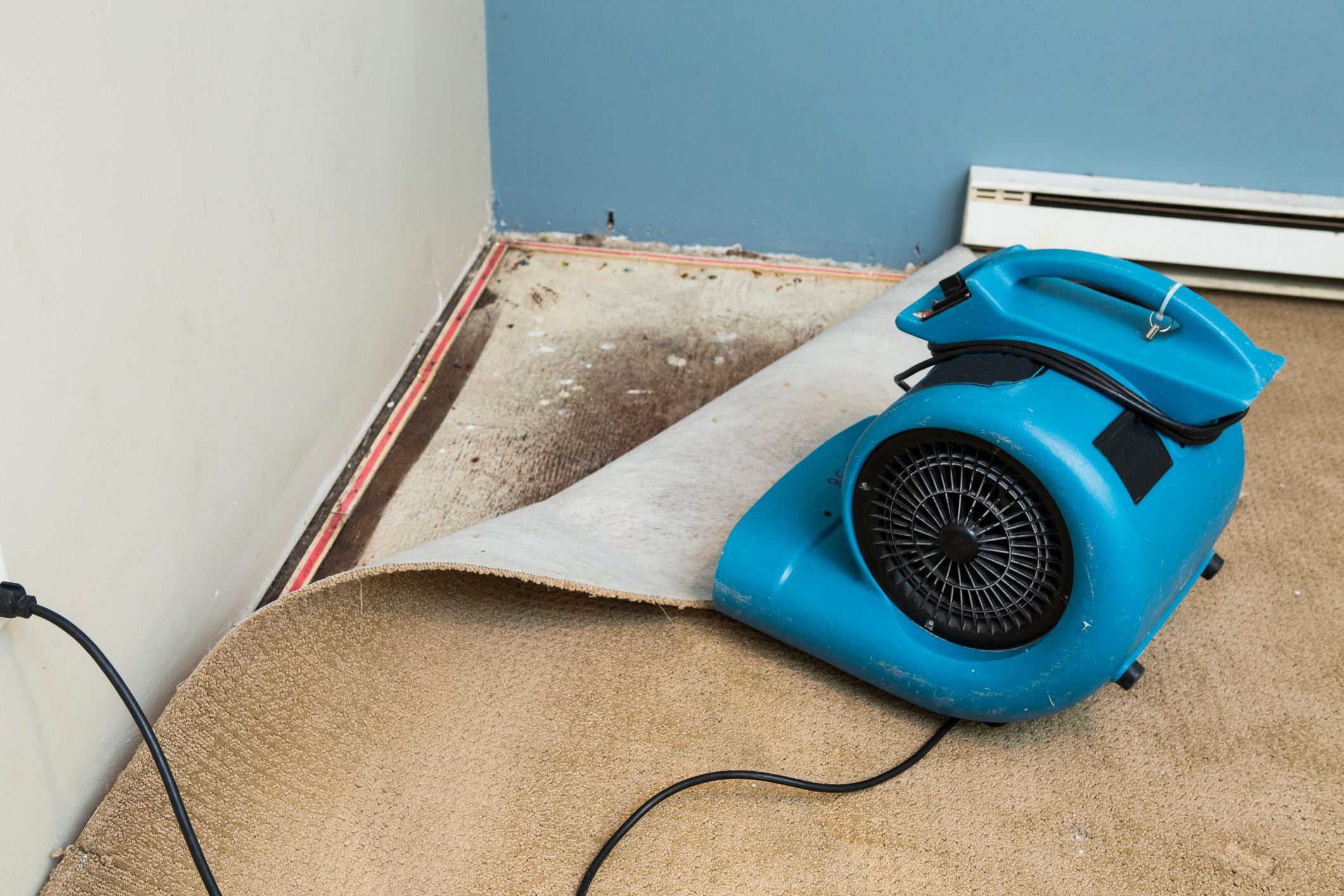 A blue air blower sits on a carpet, blowing air under a lifted section of the carpet near a wall, revealing dirt underneath.