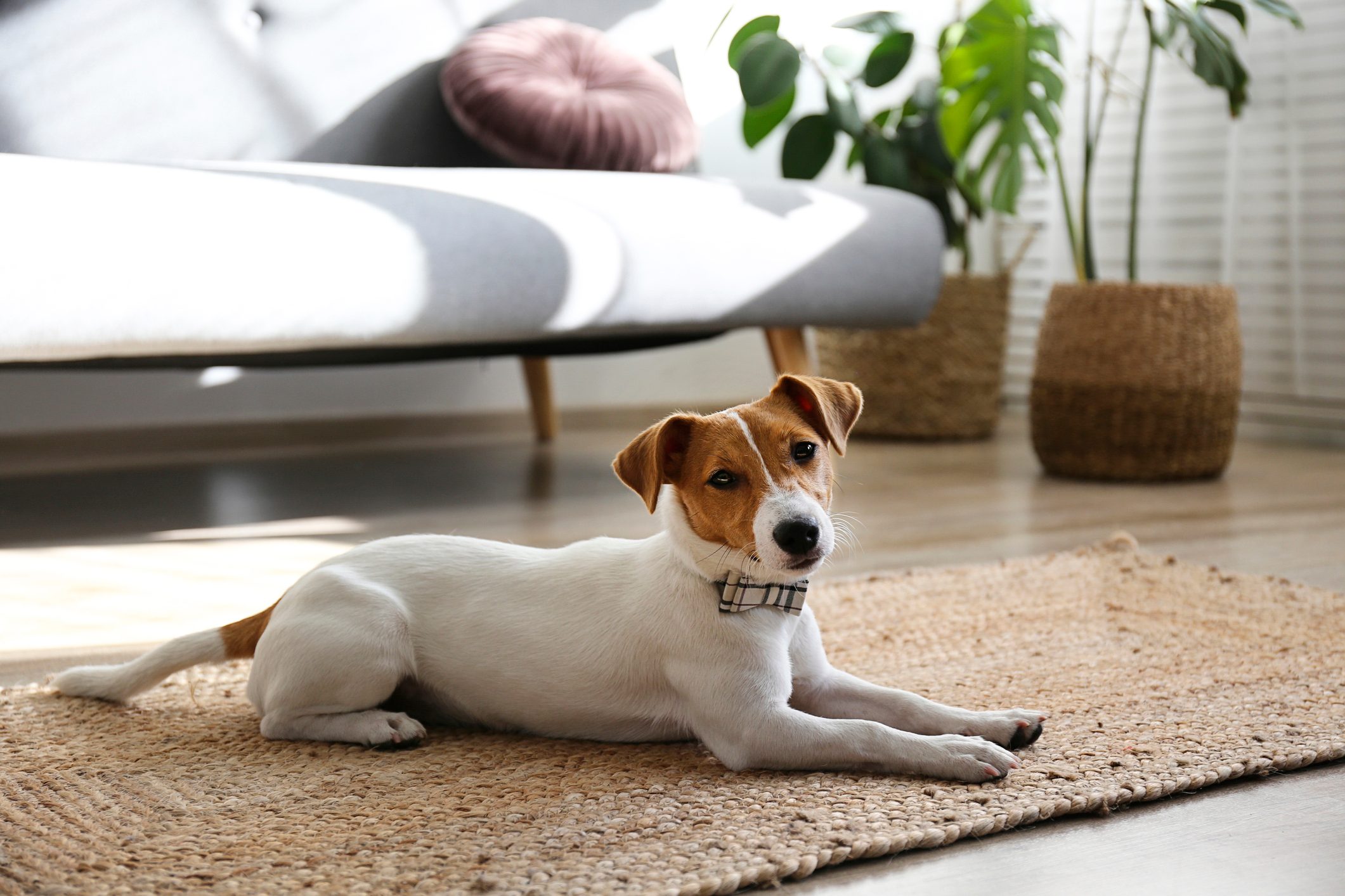 Small breed dog puppy with brown face.