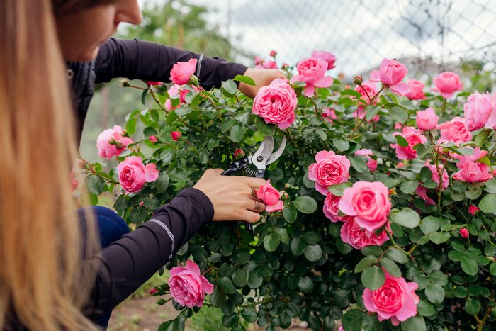 woman pruning a pink rose bush