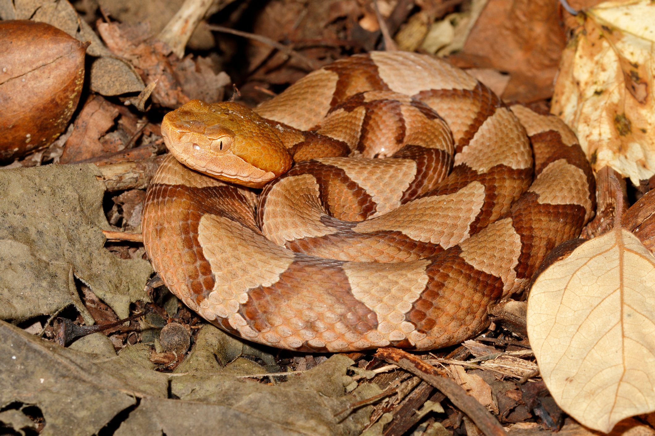 A brown and tan snake coiled on the forest floor, blending into the dried leaves and branches around it, appears alert and calm.