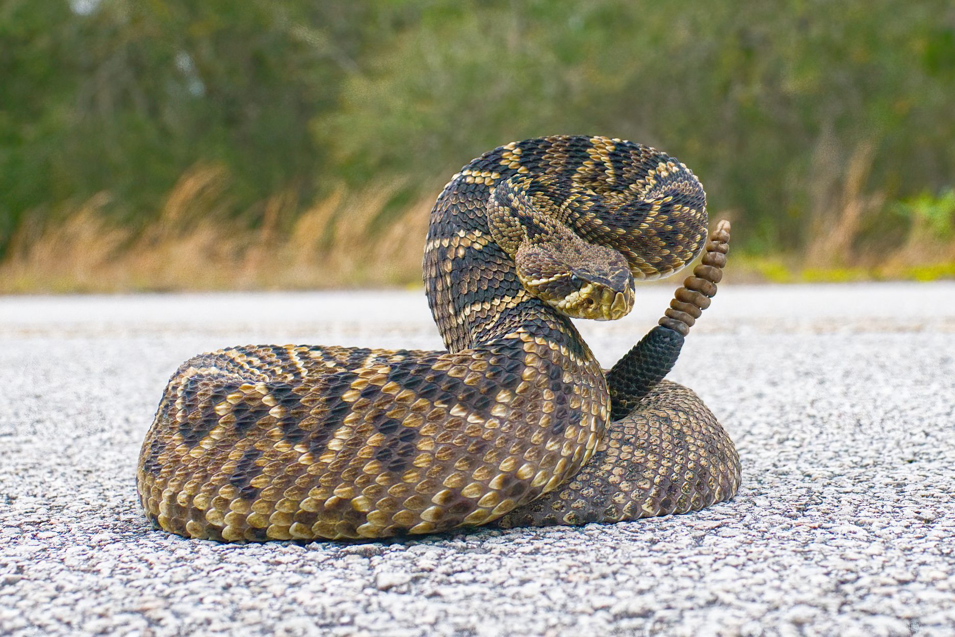 A coiled snake rests on a gravel road, displaying distinctive patterns, while surrounding vegetation hints at a natural habitat nearby.